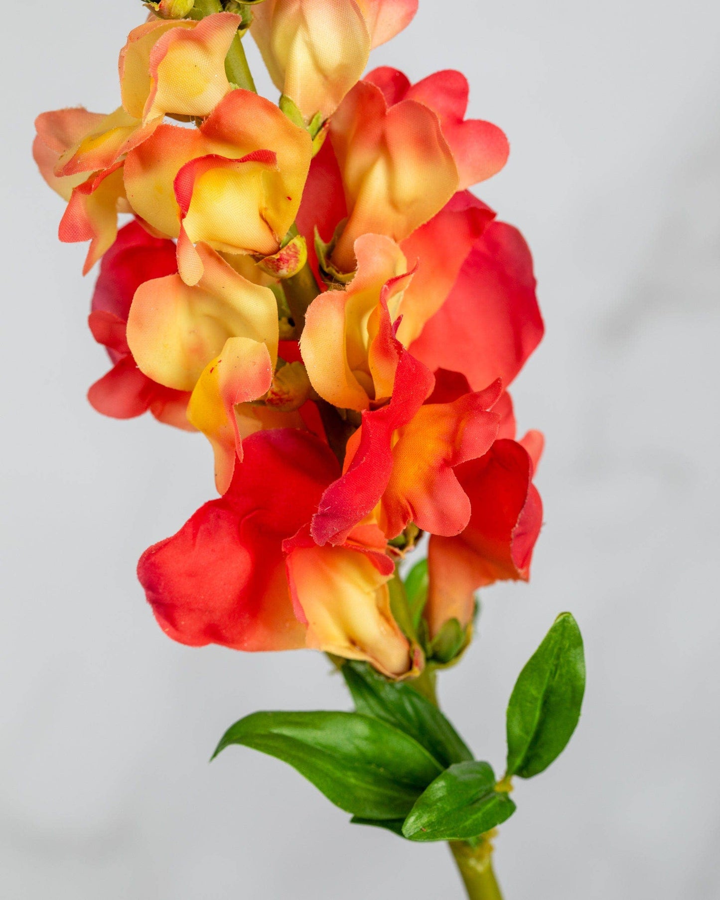 Real Touch Orange Snapdragon 23”