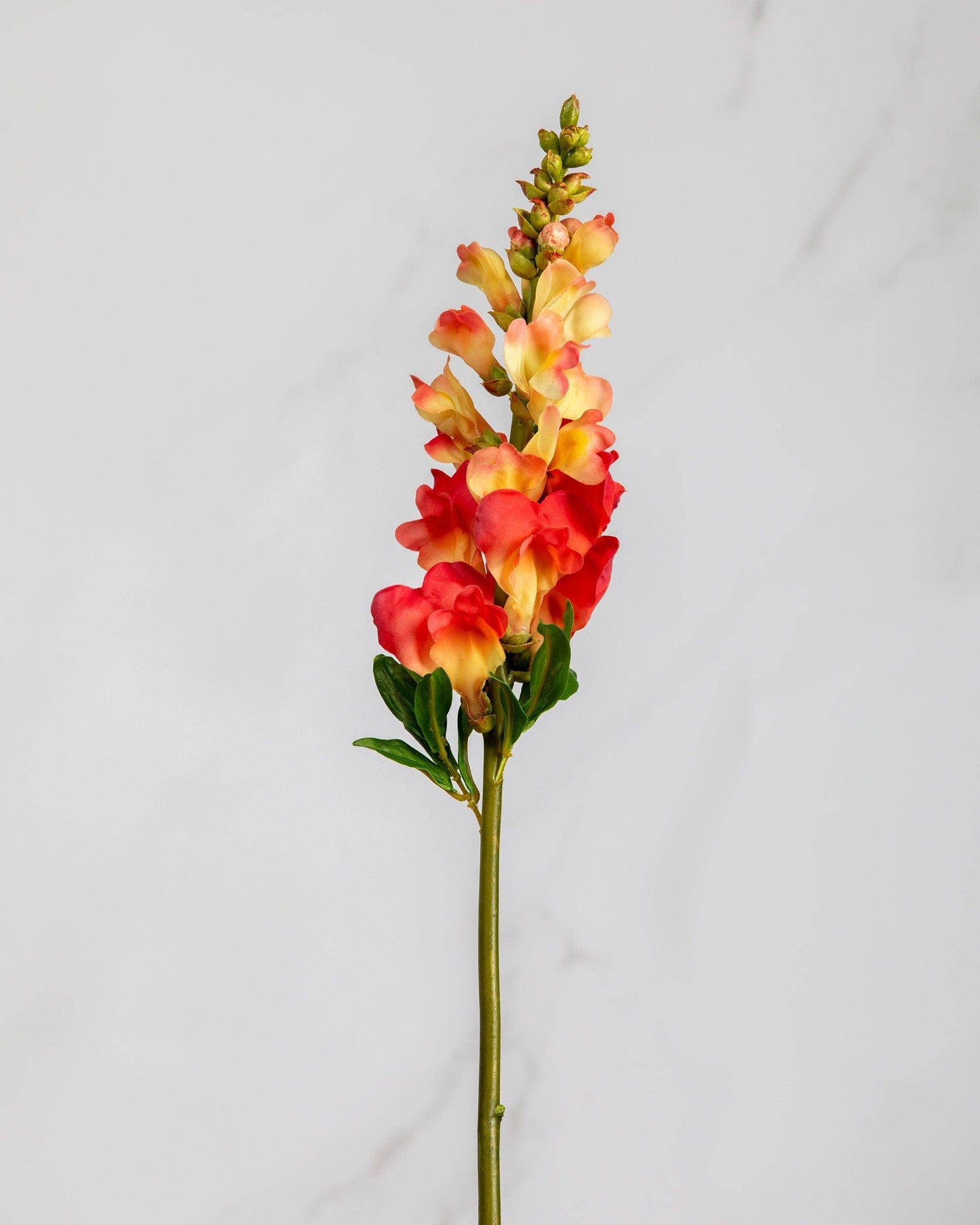 Real Touch Orange Snapdragon 23”