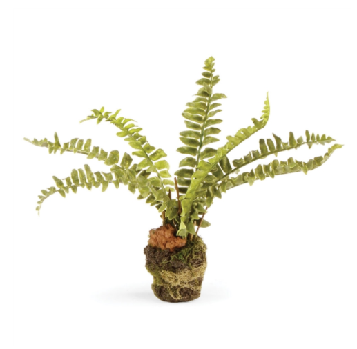 7.5" Boston Fern Drop-In
