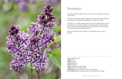Lilacs: Beautiful Varieties for Home & Garden