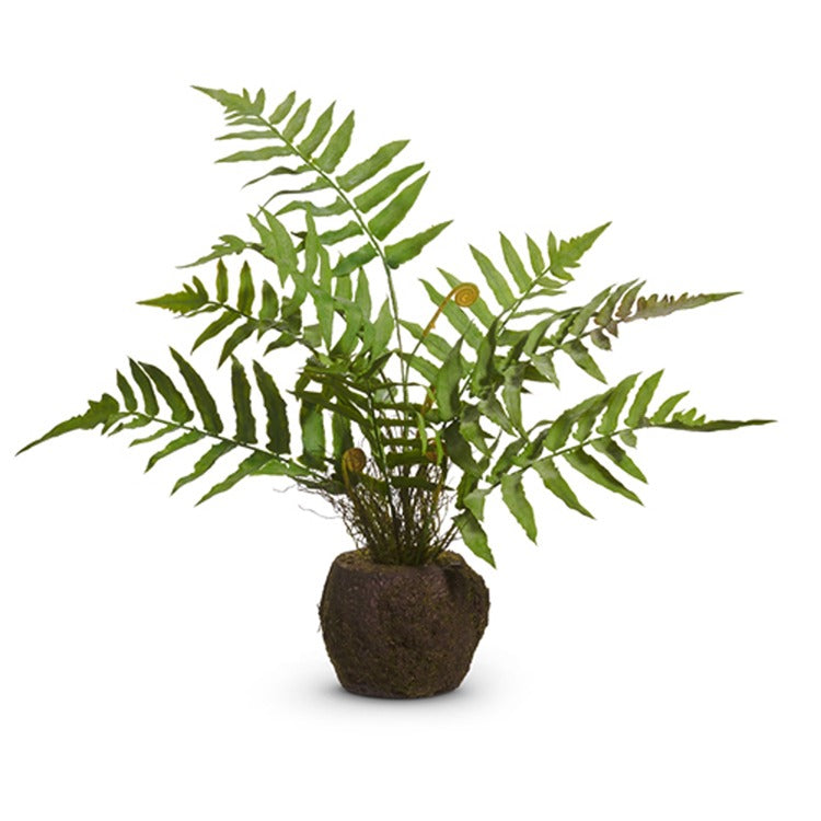 18 Fern Moss Drop In
